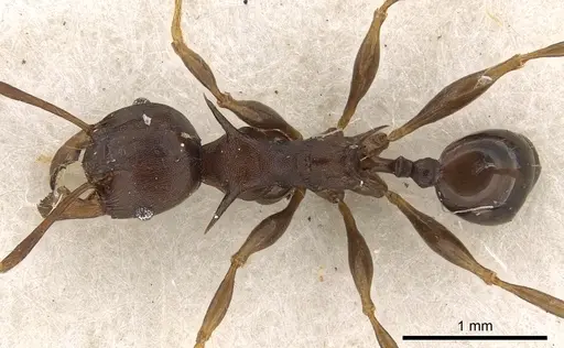 Pheidole hercules specimen CASENT0901325 image casent0901325_1