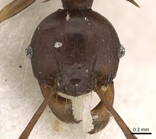 Pheidole hercules specimen CASENT0901325 image casent0901325_2