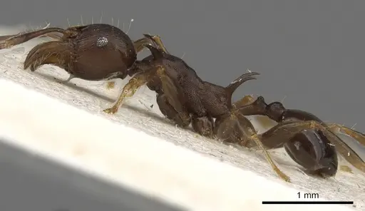 Pheidole hercules specimen CASENT0901325 image casent0901325_3