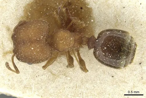 Pheidole heterothrix specimen CASENT0913375 image casent0913375_1