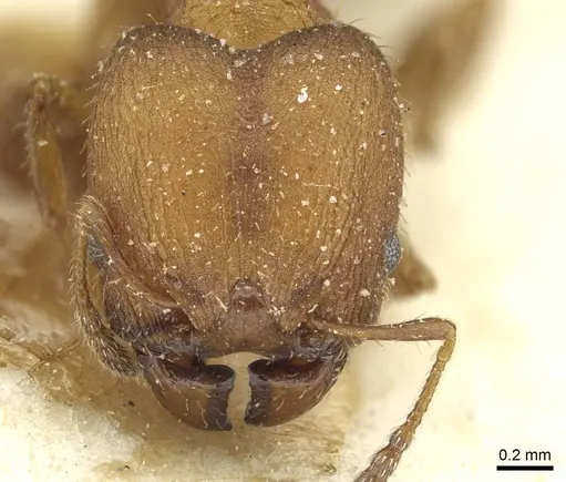 Pheidole heterothrix specimen CASENT0913375 image casent0913375_2