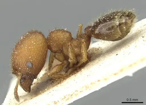 Pheidole heterothrix specimen CASENT0913375 image casent0913375_3