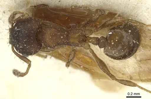 Pheidole heterothrix specimen CASENT0913376 image casent0913376_1