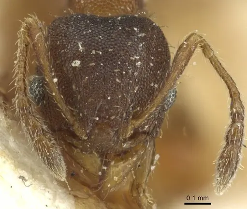 Pheidole heterothrix specimen CASENT0913376 image casent0913376_2