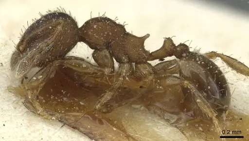 Pheidole heterothrix specimen CASENT0913376 image casent0913376_3