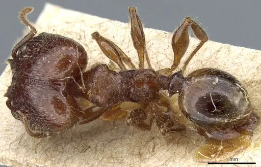 Pheidole hetschkoi specimen CASENT0904372 image casent0904372_1