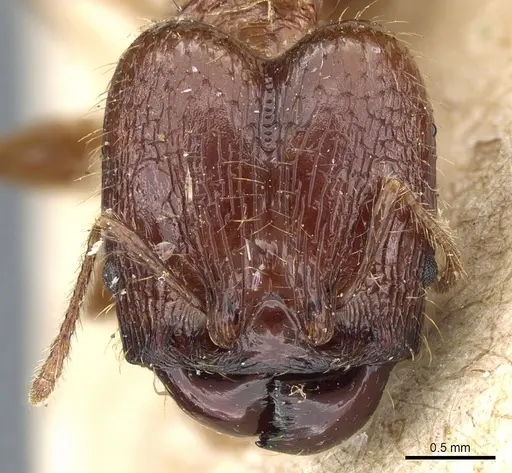 Pheidole hetschkoi specimen CASENT0904372 image casent0904372_2