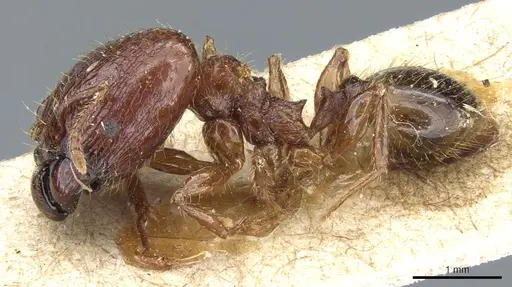 Pheidole hetschkoi specimen CASENT0904372 image casent0904372_3