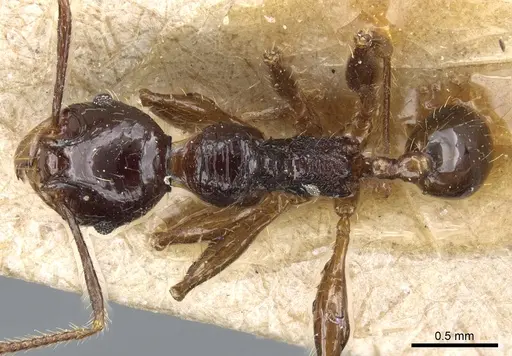 Pheidole hetschkoi specimen CASENT0904373 image casent0904373_1