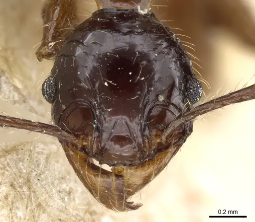 Pheidole hetschkoi specimen CASENT0904373 image casent0904373_2