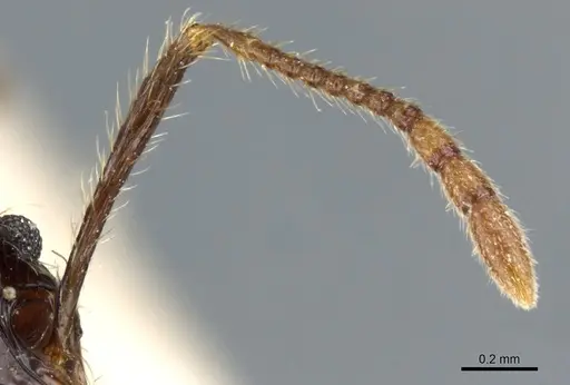 Pheidole hetschkoi specimen CASENT0904373 image casent0904373_3