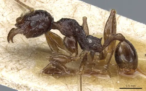 Pheidole hetschkoi specimen CASENT0904373 image casent0904373_4