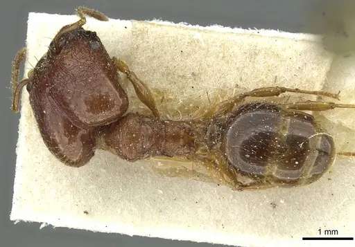 Pheidole hetschkoi specimen CASENT0913334 image casent0913334_1