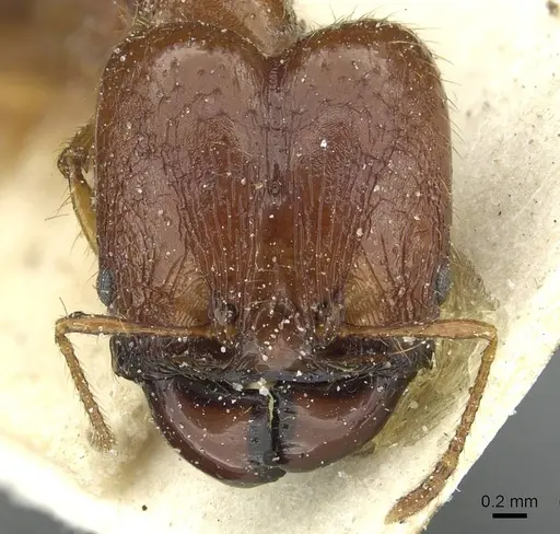 Pheidole hetschkoi specimen CASENT0913334 image casent0913334_2