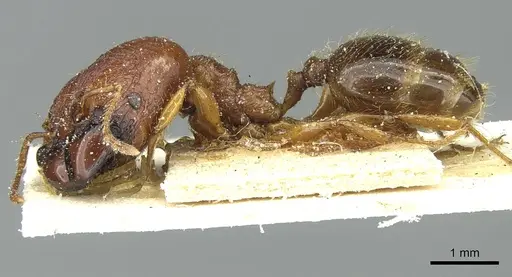 Pheidole hetschkoi specimen CASENT0913334 image casent0913334_3