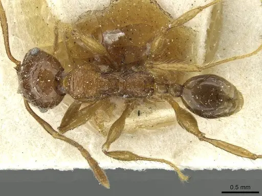 Pheidole hetschkoi specimen CASENT0913335 image casent0913335_1