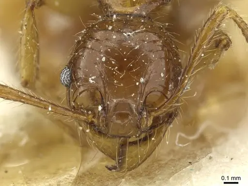 Pheidole hetschkoi specimen CASENT0913335 image casent0913335_2