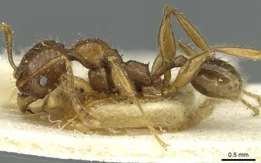 Pheidole hetschkoi specimen CASENT0913335 image casent0913335_3