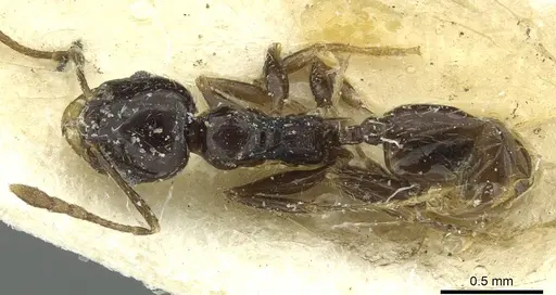 Pheidole hewitti specimen CASENT0913337 image casent0913337_1
