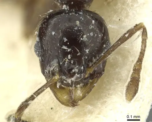 Pheidole hewitti specimen CASENT0913337 image casent0913337_2