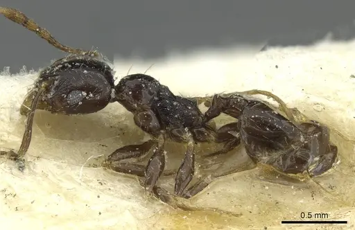 Pheidole hewitti specimen CASENT0913337 image casent0913337_3