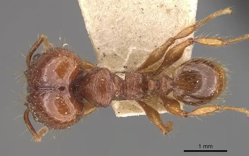 Pheidole heyeri specimen CASENT0908169 image casent0908169_1