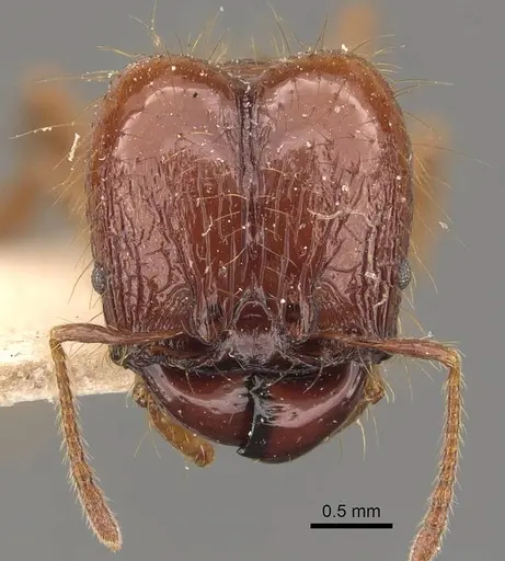 Pheidole heyeri specimen CASENT0908169 image casent0908169_2