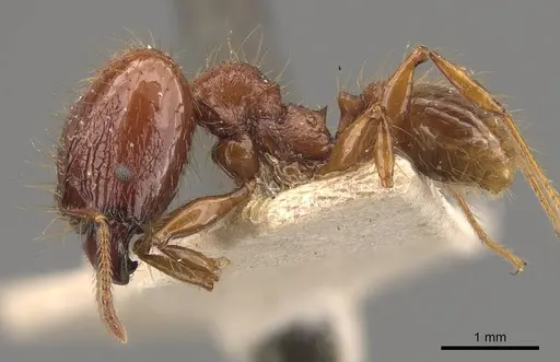Pheidole heyeri specimen CASENT0908169 image casent0908169_3