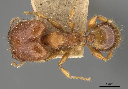 Pheidole heyeri specimen CASENT0908179 image casent0908179_1