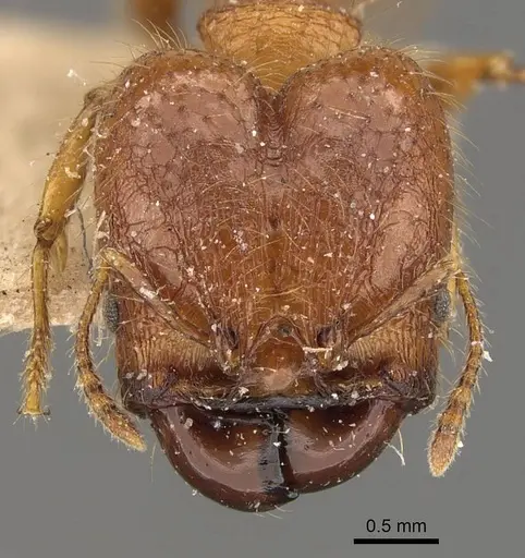 Pheidole heyeri specimen CASENT0908179 image casent0908179_2