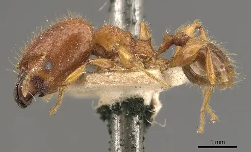 Pheidole heyeri specimen CASENT0908179 image casent0908179_3