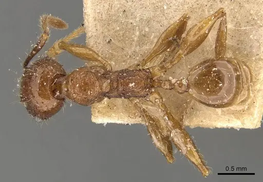 Pheidole heyeri specimen CASENT0908180 image casent0908180_1