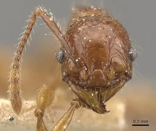 Pheidole heyeri specimen CASENT0908180 image casent0908180_2