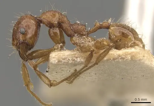 Pheidole heyeri specimen CASENT0908180 image casent0908180_3