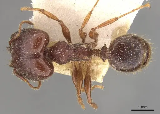 Pheidole heyeri specimen CASENT0908181 image casent0908181_1