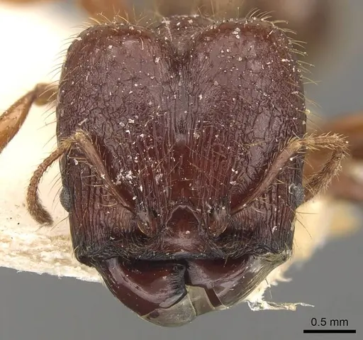 Pheidole heyeri specimen CASENT0908181 image casent0908181_2