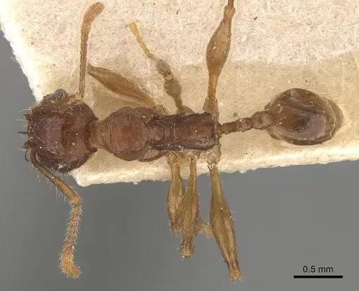 Pheidole heyeri specimen CASENT0908182 image casent0908182_1