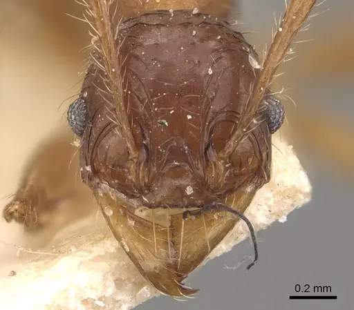Pheidole heyeri specimen CASENT0908182 image casent0908182_2
