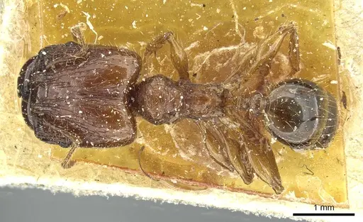 Pheidole heyeri specimen CASENT0913330 image casent0913330_1