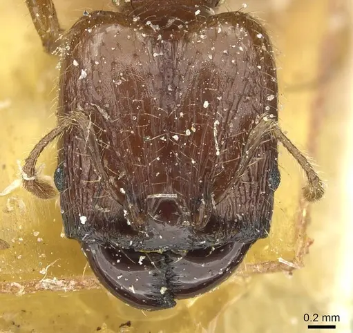 Pheidole heyeri specimen CASENT0913330 image casent0913330_2