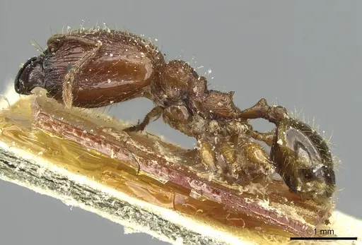 Pheidole heyeri specimen CASENT0913330 image casent0913330_3