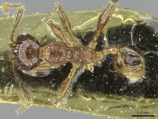 Pheidole heyeri specimen CASENT0913331 image casent0913331_1
