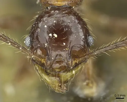 Pheidole heyeri specimen CASENT0913331 image casent0913331_2