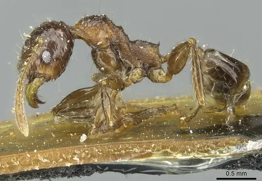 Pheidole heyeri specimen CASENT0913331 image casent0913331_3