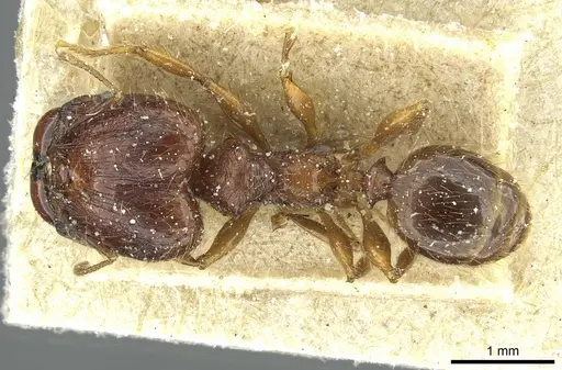 Pheidole heyeri specimen CASENT0913332 image casent0913332_1