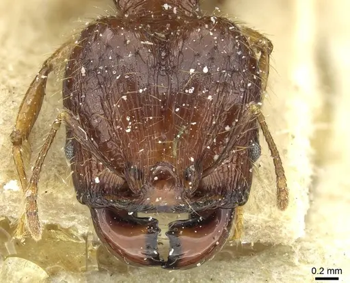 Pheidole heyeri specimen CASENT0913332 image casent0913332_2