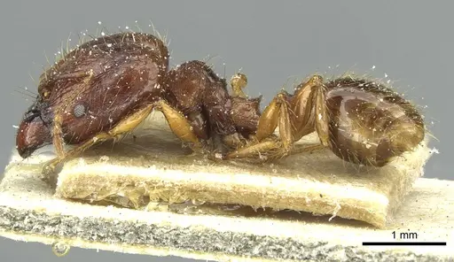 Pheidole heyeri specimen CASENT0913332 image casent0913332_3
