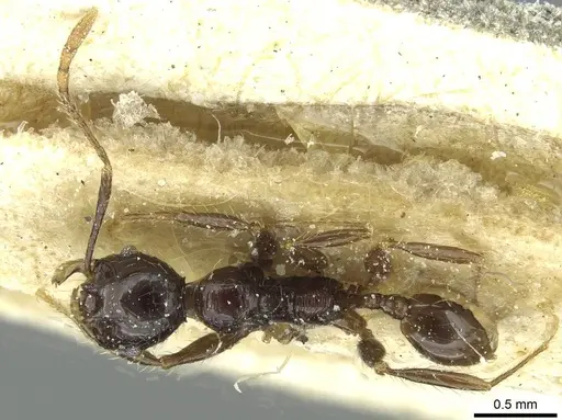 Pheidole heyeri specimen CASENT0913333 image casent0913333_1