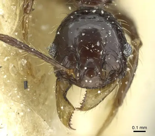 Pheidole heyeri specimen CASENT0913333 image casent0913333_2