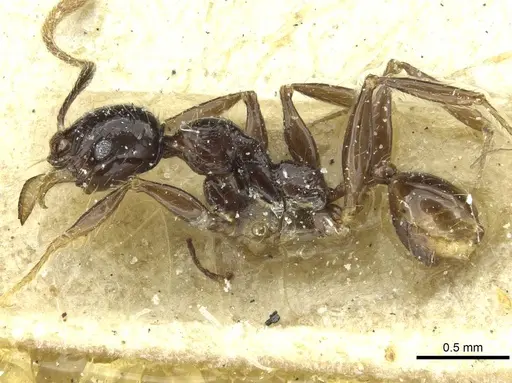 Pheidole heyeri specimen CASENT0913333 image casent0913333_3